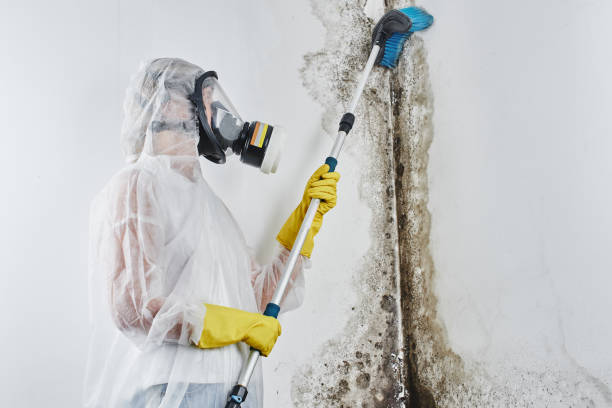 Best Black Mold Removal  in Marengo, IL