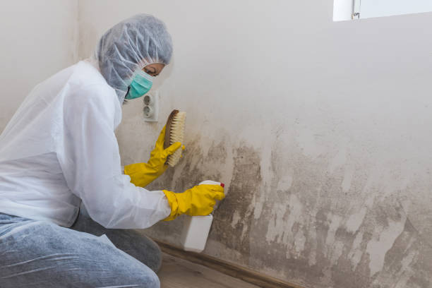 Best Local Mold Removal Service  in Marengo, IL