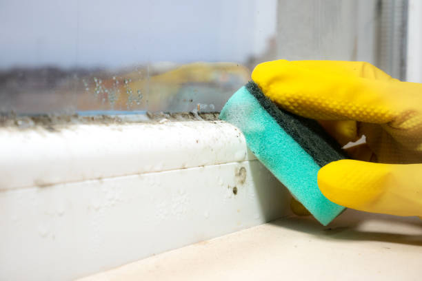 Best Professional Mold Removal  in Marengo, IL