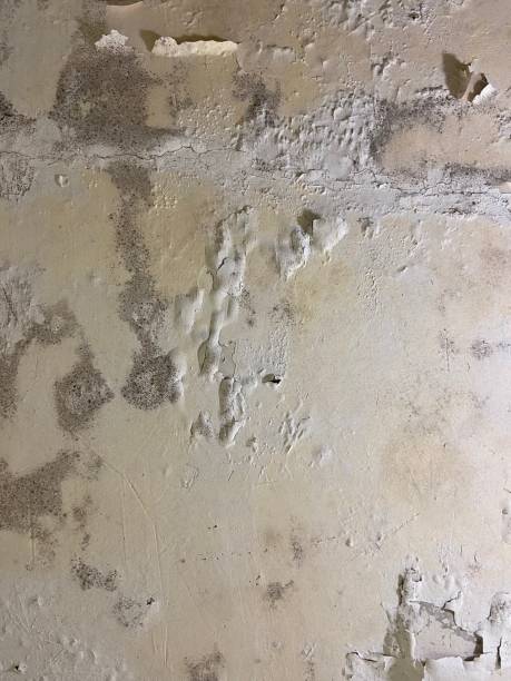 Professional Mold Removal in Marengo, IL
