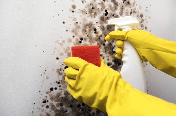 Best Mold Removal Near Me  in Marengo, IL