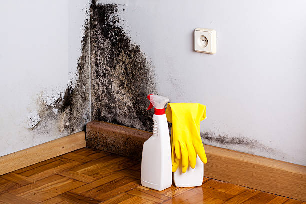 Best Mold Remediation  in Marengo, IL