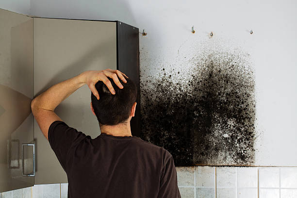 Best Mold Inspection  in Marengo, IL