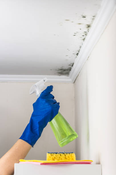 Best Mold Damage Repair  in Marengo, IL